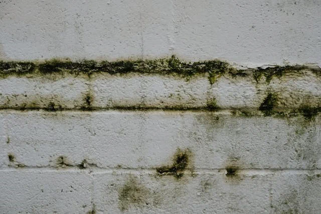 Drainage systems can prevent mold from creating on the floor and walls Mold on the white wall